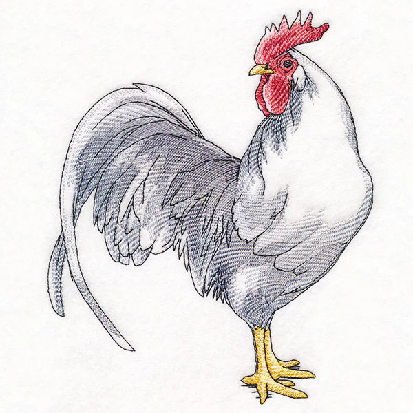 Plucky Country Chicken - Image 10