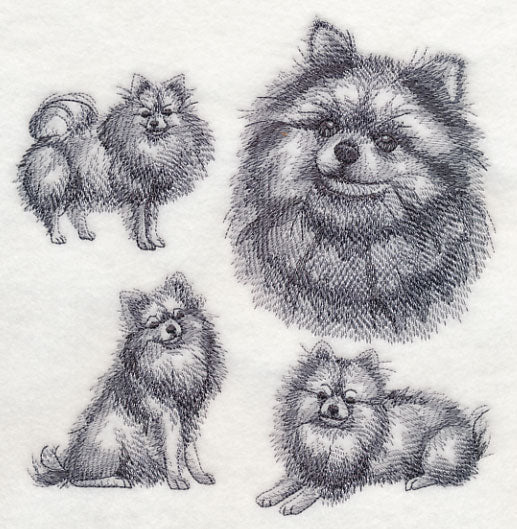 Pomeranian Sketch - Image 2