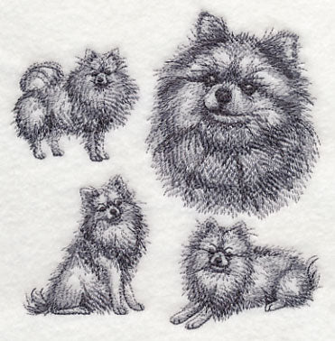 Pomeranian Sketch - Image 4