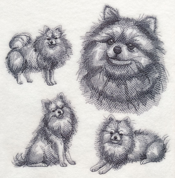 Pomeranian Sketch - Image 5