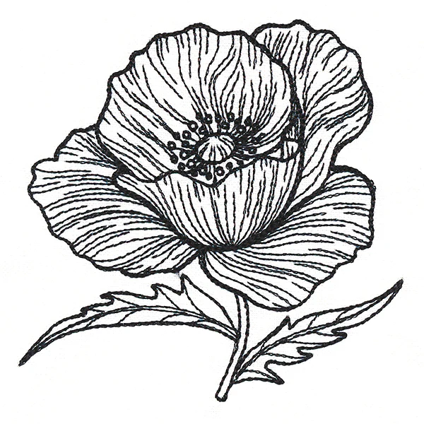 Pretty Poppy Etching - Image 5