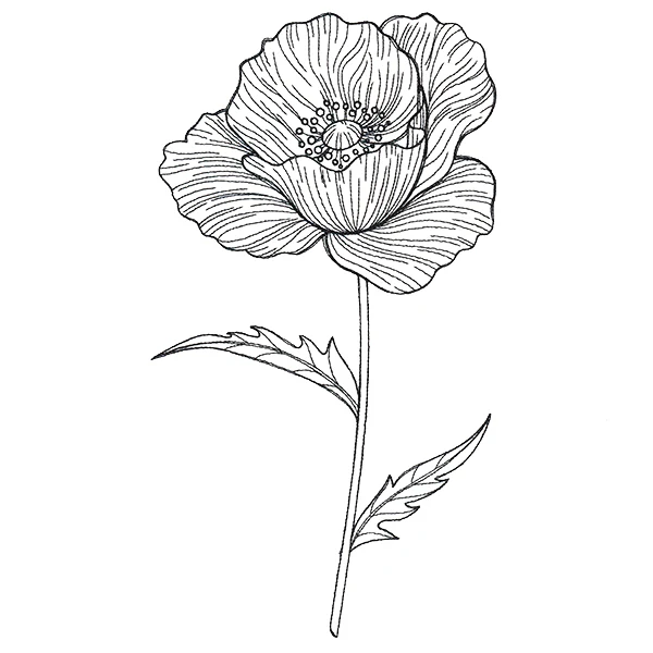 Pretty Poppy Etching - Image 6