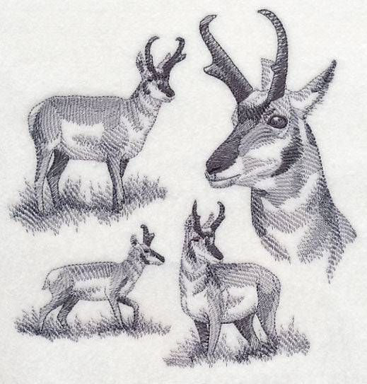 Pronghorn Sketch - Image 2