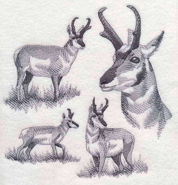 Pronghorn Sketch - Image 5