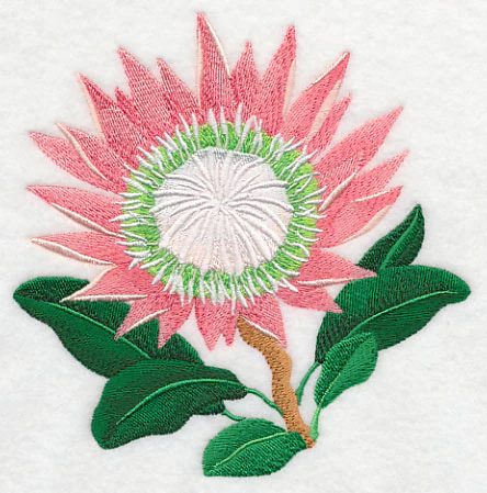 Protea Flower - Image 3