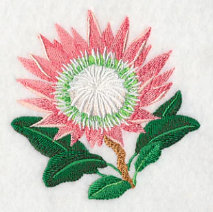 Protea Flower - Image 5