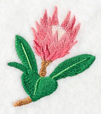 Protea Flower Bud 1 - Image 3
