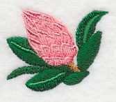 Protea Flower Bud 2 - Image 2