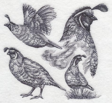 Quail Sketch - Image 2
