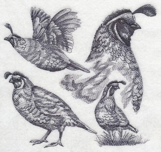 Quail Sketch - Image 4