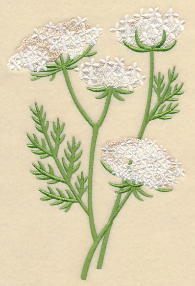 Queen Anne's Lace 1 - Image 3