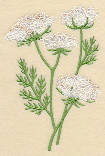 Queen Anne's Lace 1 - Image 4
