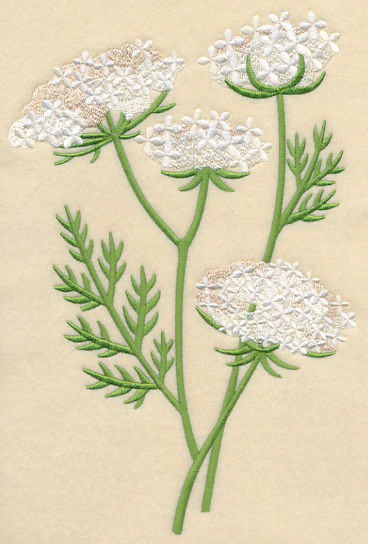 Queen Anne's Lace 1 - Image 5