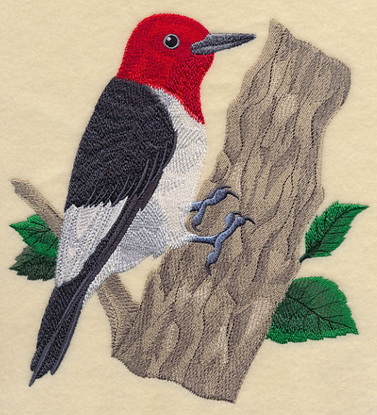 Red-headed Woodpecker - Image 5