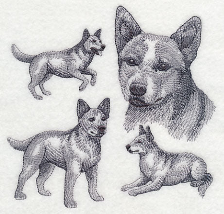 Red Heeler Sketch - Image 3