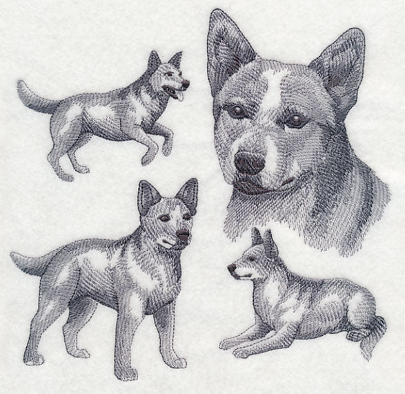 Red Heeler Sketch - Image 5
