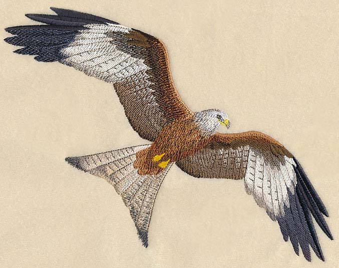 Red Kite Flying - Image 4
