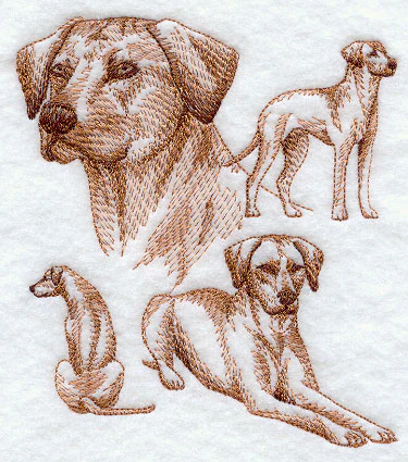 Rhodesian Ridgeback Sketch - Image 4