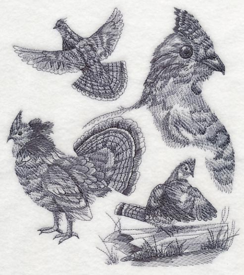 Ruffed Grouse Sketch - Image 4