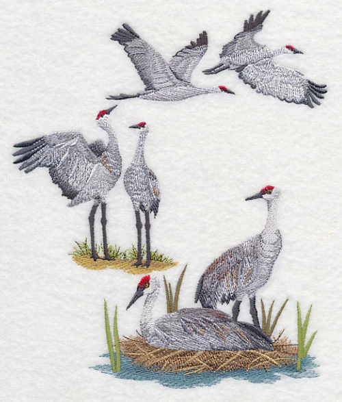 Sandhill Crane Collage - Image 3