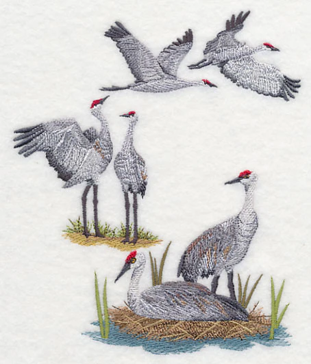 Sandhill Crane Collage - Image 4