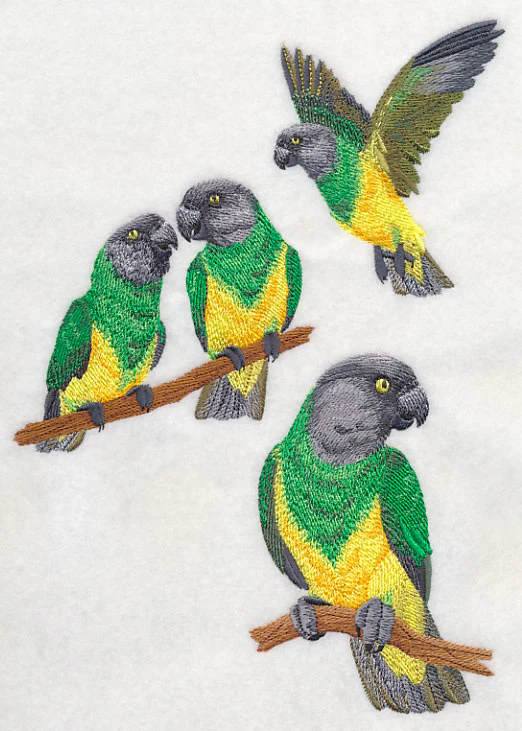 Senegal Parrot Collage - Image 2
