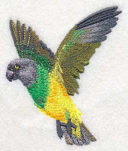 Senegal Parrot in Flight - Image 2