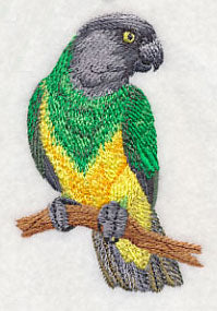 Senegal Parrot on Branch - Image 2