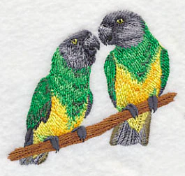 Senegal Parrot Pair - Image 2