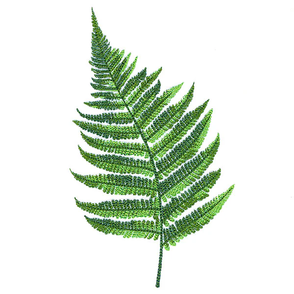 Simple Fern - Image 10