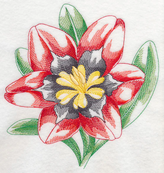 Sparaxis Beauty - Image 6