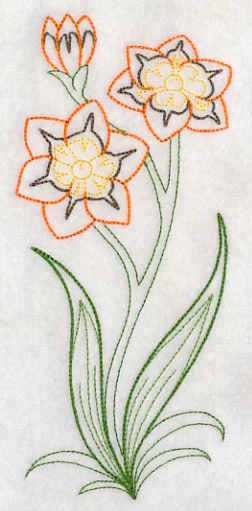 Sparaxis (Vintage) - Image 3