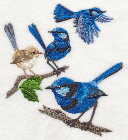 Splendid Fairy-wren Collage - Image 3