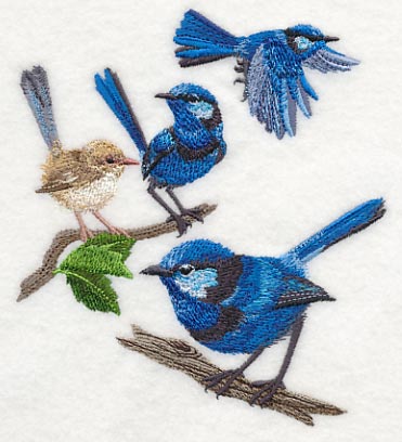 Splendid Fairy-wren Collage - Image 4