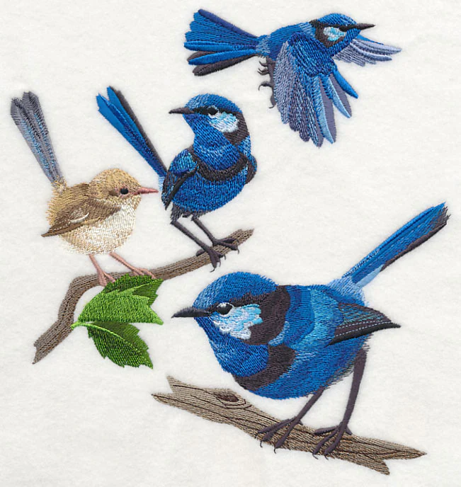Splendid Fairy-wren Collage - Image 6