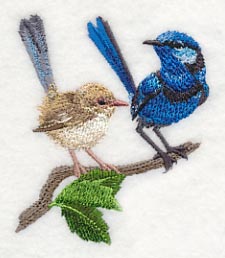 Splendid Fairy-wren Pair - Image 2
