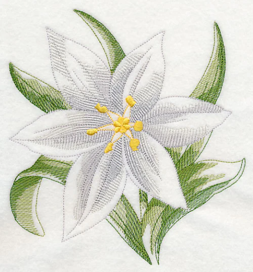 Star of Bethlehem Beauty - Image 2