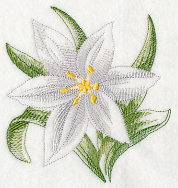Star of Bethlehem Beauty - Image 4