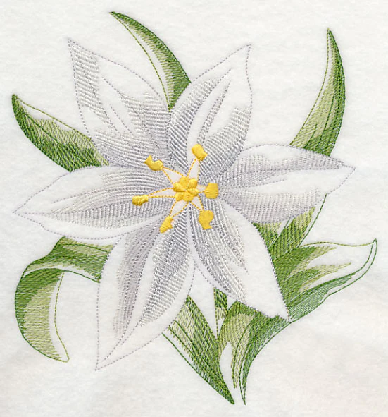Star of Bethlehem Beauty - Image 6