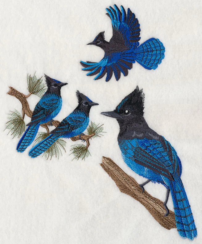 Steller's Jay Collage - Image 5
