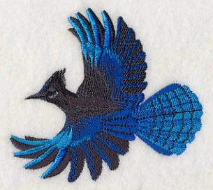 Steller's Jay in Flight - Image 2