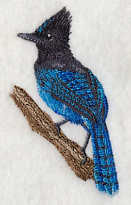 Steller's Jay on Branch - Image 2