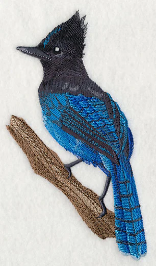 Steller's Jay on Branch - Image 3