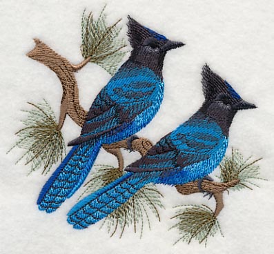 Steller's Jays in Pine