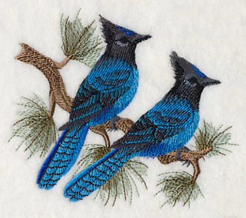 Steller's Jays in Pine - Image 2
