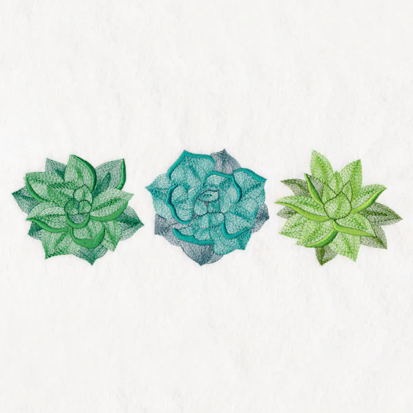 Succulents Trio - Image 5