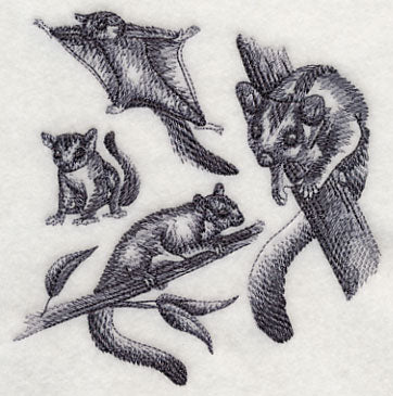 Sugar Glider Sketch - Image 4