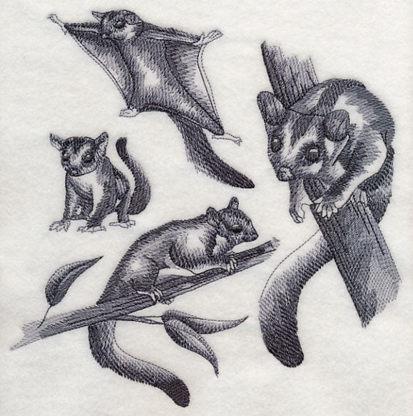 Sugar Glider Sketch - Image 5