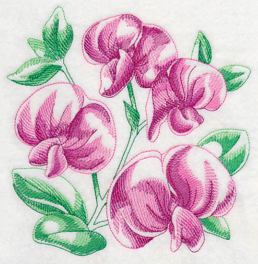Sweet Pea Sketch - Image 2