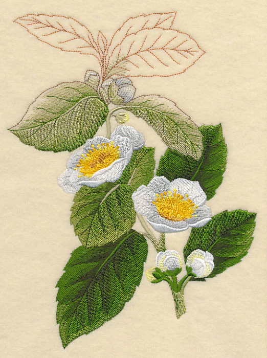 Tea Plant Botanical
